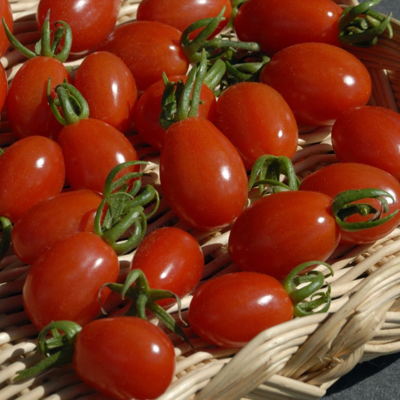 Pomodoro ciliegino/datterino Aligote F1 - Vilmorin (Raccolta)