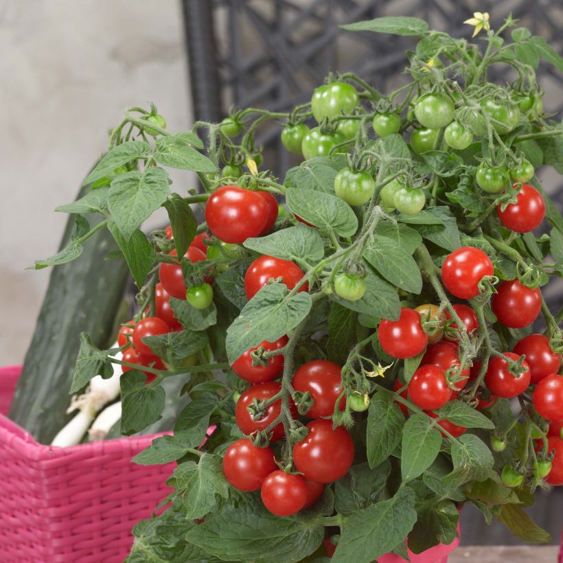 Pomodoro ciliegino/datterino Sturdy Jo F1 (Raccolta)