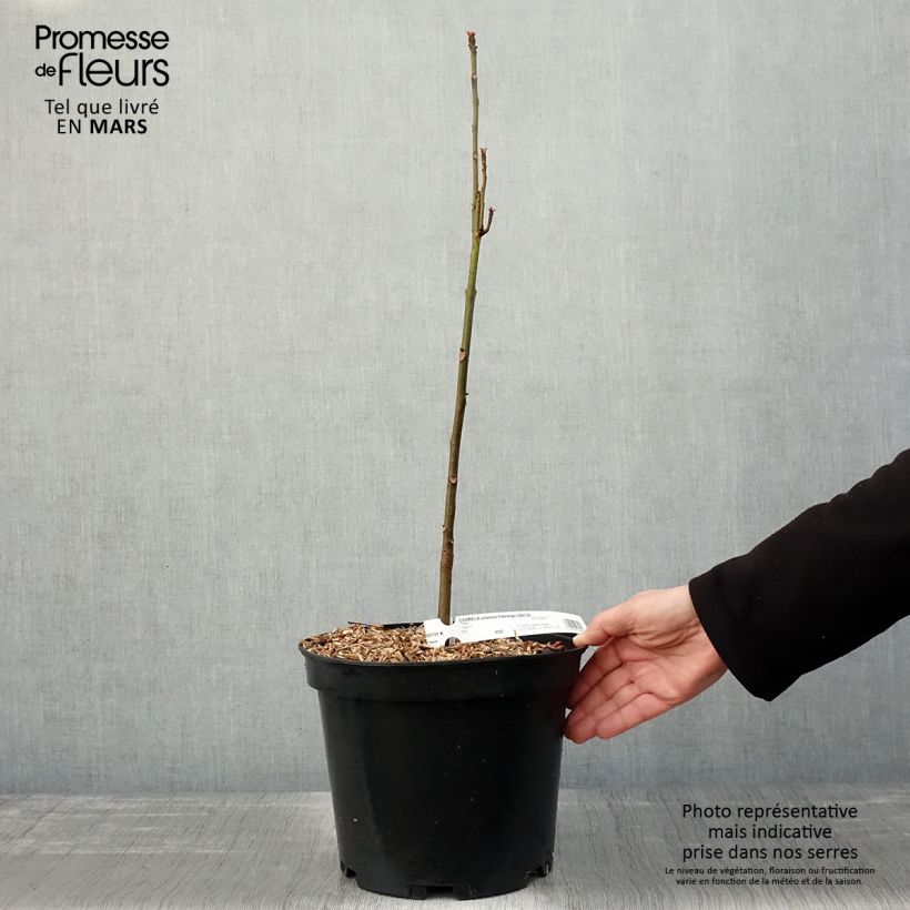 Toona sinensis Flamingo - Acajou de Chine Pot de 5L esemplare consegnato in primavera