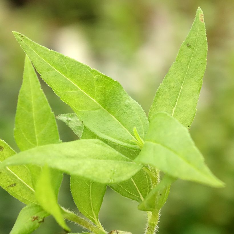 Topinambur Enano (Fogliame)