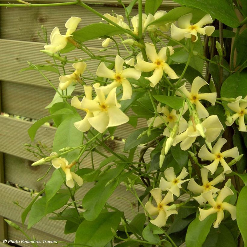 Trachelospermum asiaticum - Falso gelsomino asiatico (Porto)