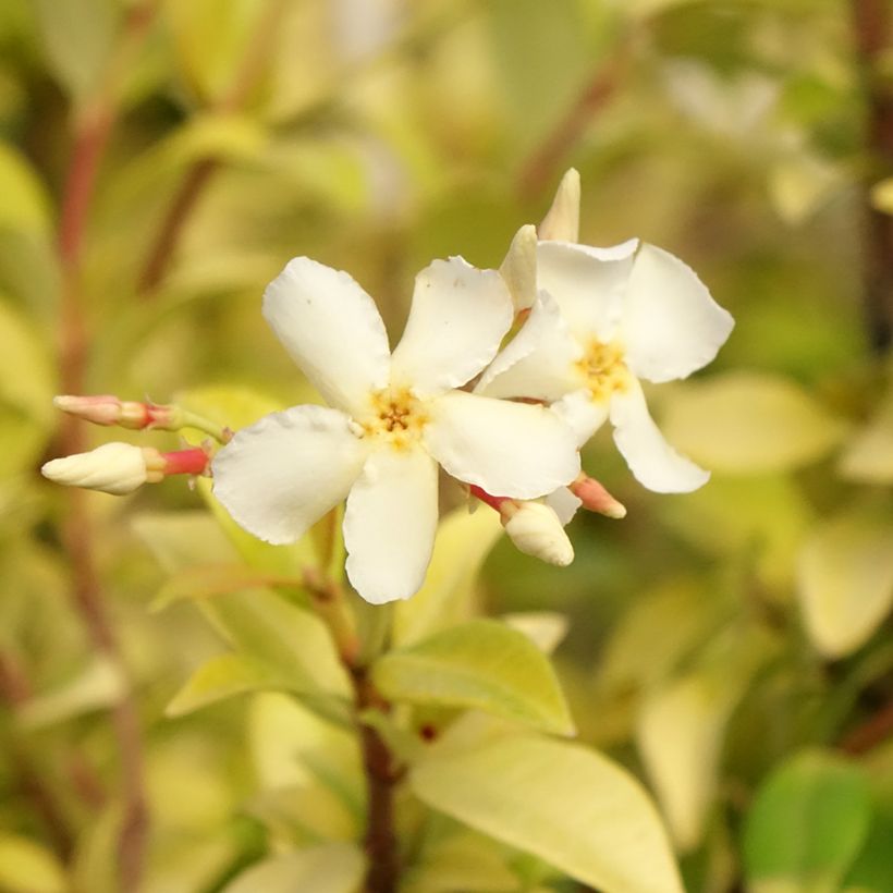 Trachelospermum jasminoides Golden Memories - Falso gelsomino (Fioritura)