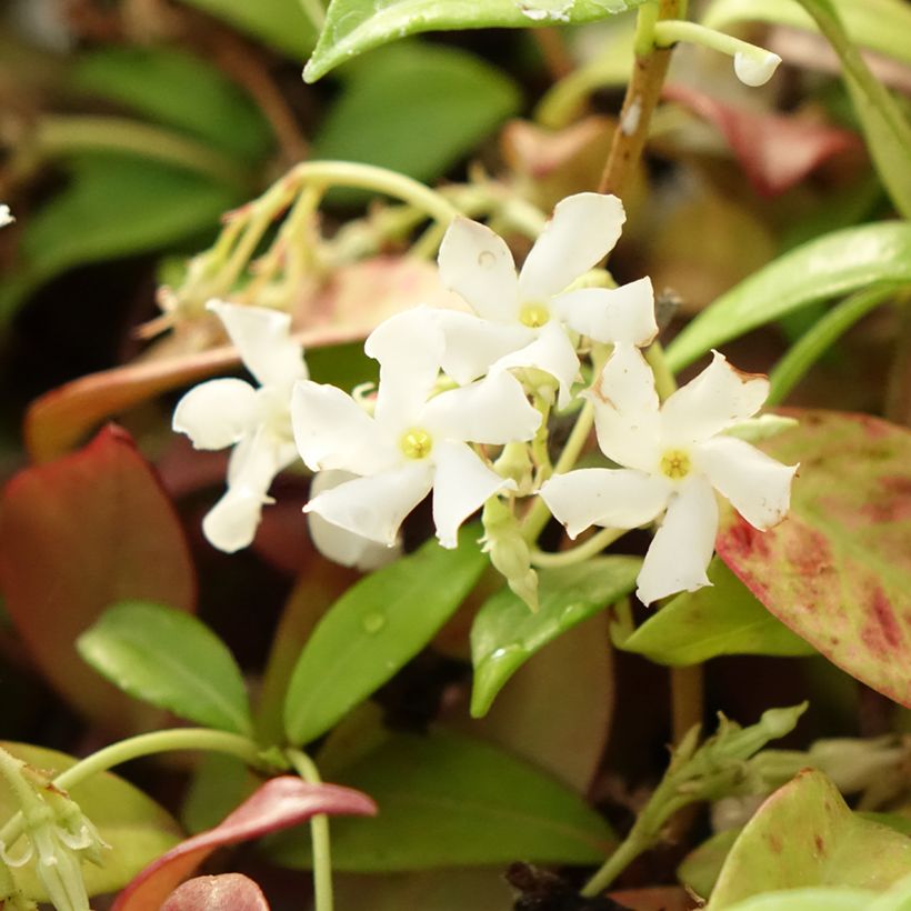 Trachelospermum jasminoides Winter Ruby 'Trared - Falso gelsomino (Fioritura)