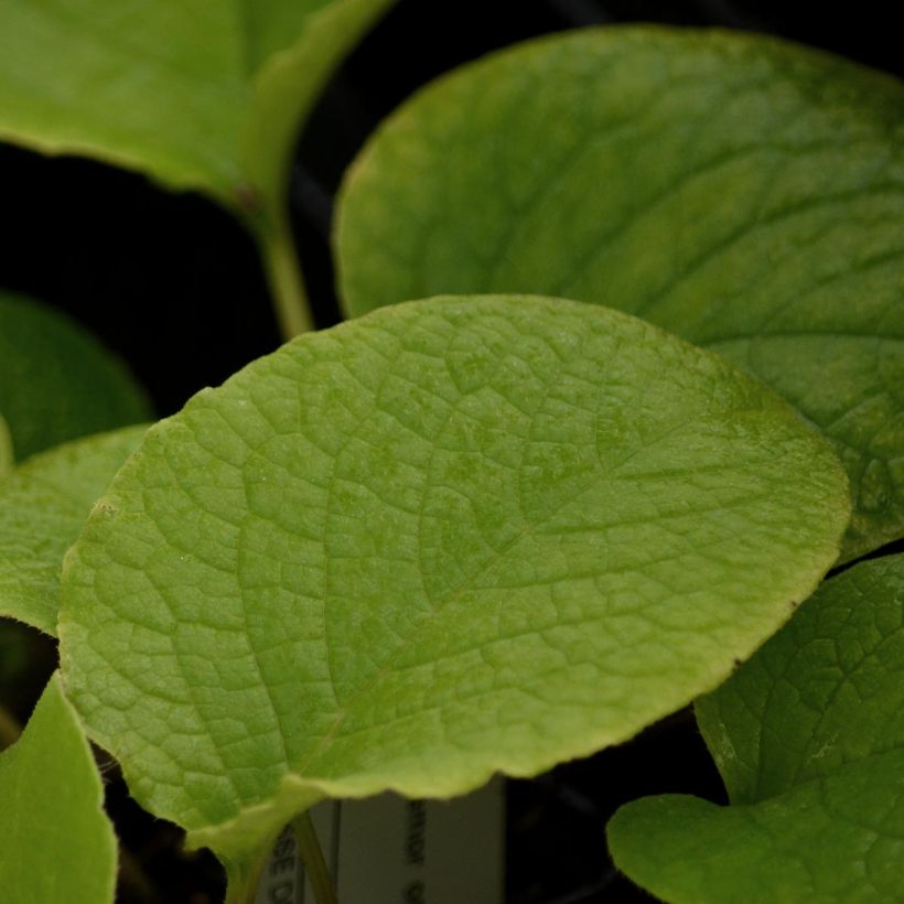 Trachystemon orientalis (Fogliame)