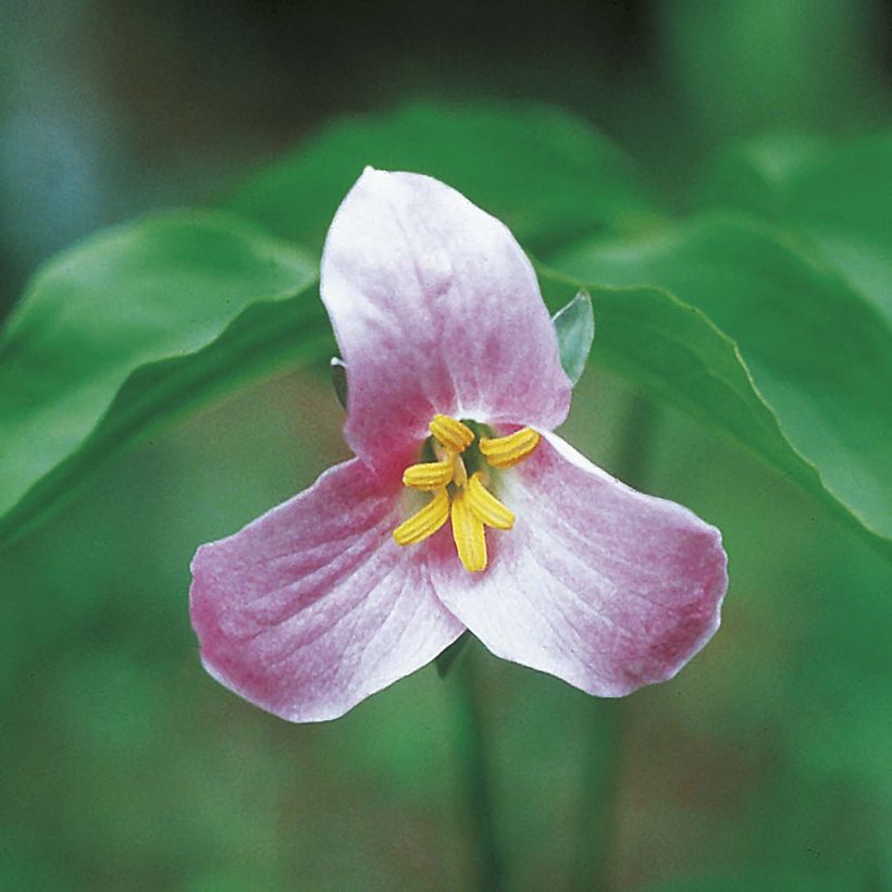 Trillium catesbyi (Fioritura)