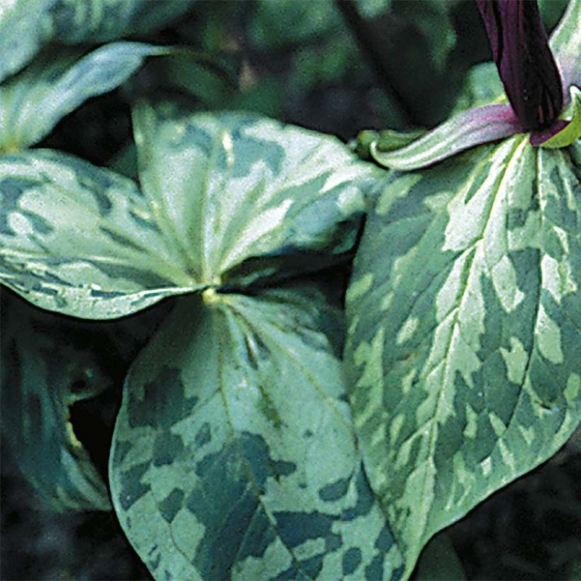 Trillium cuneatum (Fogliame)