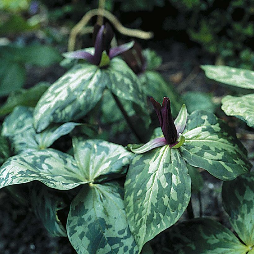 Trillium cuneatum (Porto)