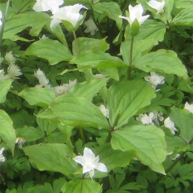 Trillium grandiflorum Flore Pleno (Fogliame)