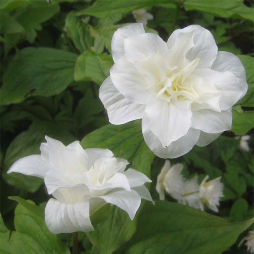 Trillium grandiflorum Flore Pleno (Fioritura)