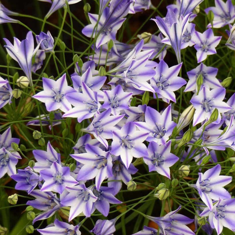 Triteleia Rudy (Fioritura)