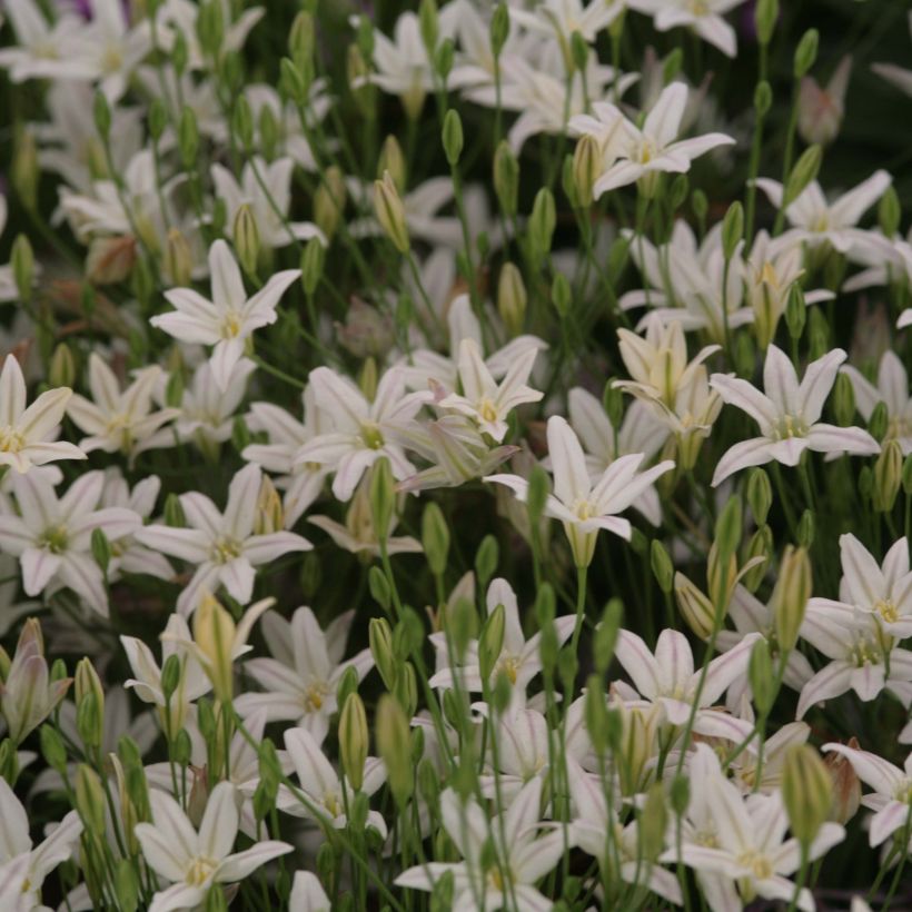 Triteleia laxa Silver Queen - Triteleia comune (Fioritura)