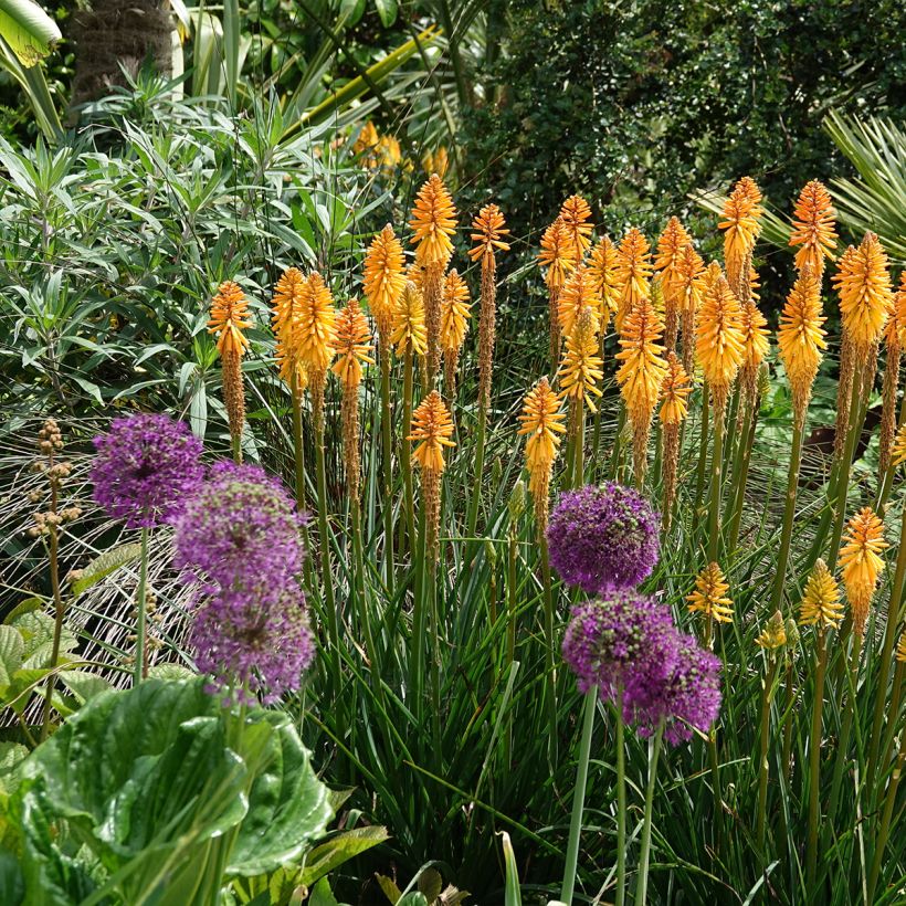 Kniphofia Mango Popsicle - Giglio della torcia (Porto)