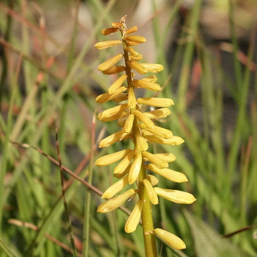 Kniphofia Pineapple Popsicle - Giglio della torcia (Fioritura)