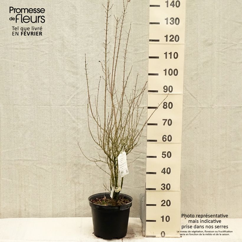 Troène commun - Ligustrum vulgare Atrovirens 100/125cm en pot de 10L esemplare consegnato in inverno