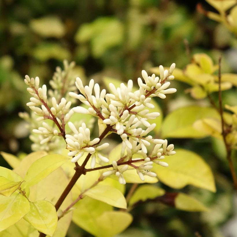 Ligustrum vicaryi - Ligustro (Fioritura)