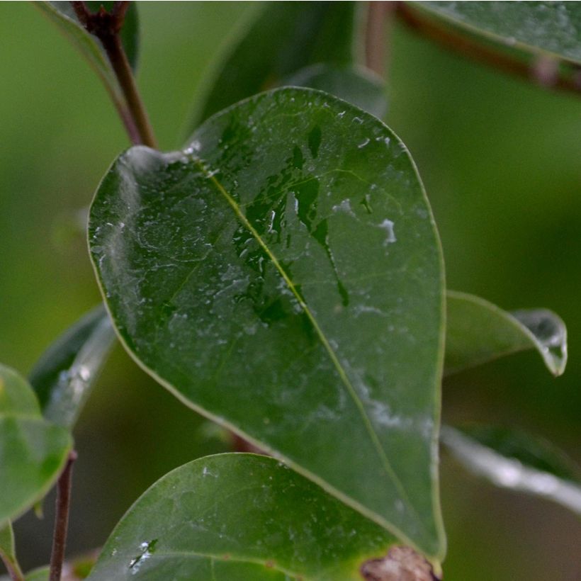 Ligustrum japonicum - Ligustro giapponese (Fogliame)