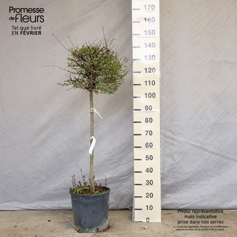 Troène - Ligustrum delavayanum en pot 15L Demi-tige (60cm), forme boule diamètre 30/35 cm Pot de 12L/15L esemplare consegnato in inverno