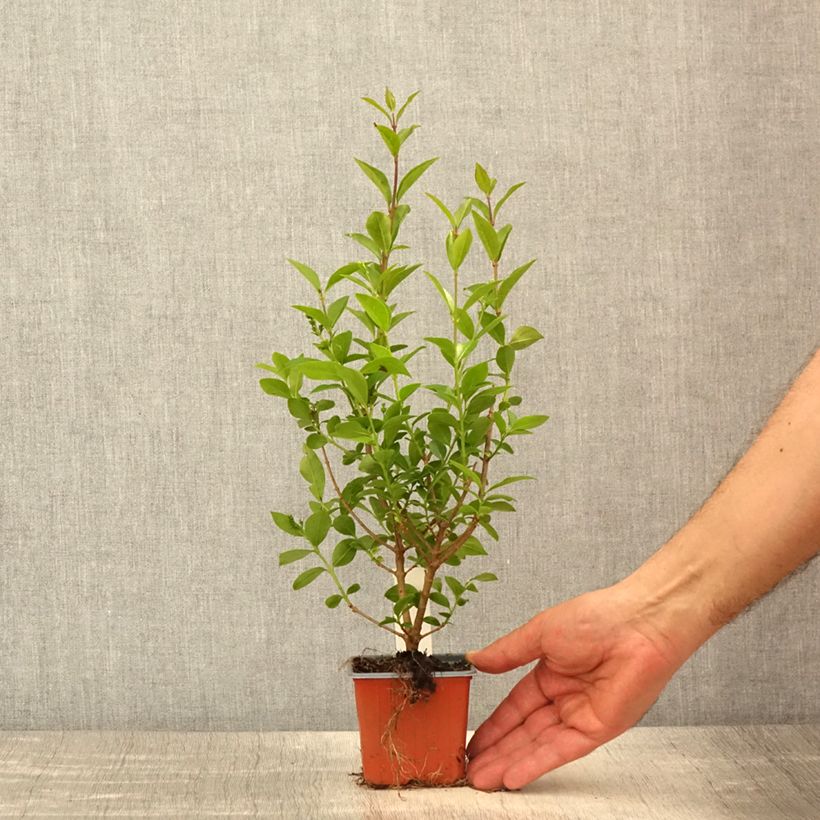 Troène - Ligustrum ovalifolium - Godet de 8/9 cm esemplare consegnato in primavera