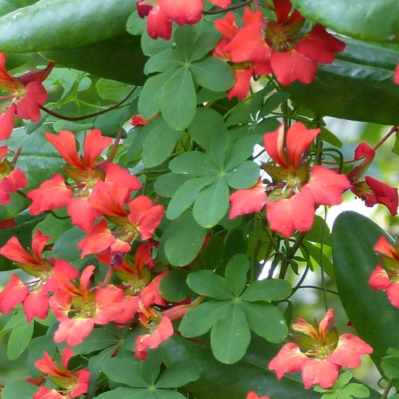 Tropaeolum speciosum - Nasturzio (Fogliame)