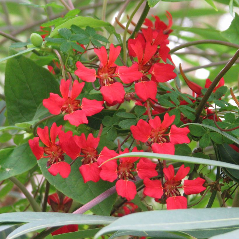 Tropaeolum speciosum - Nasturzio (Fioritura)