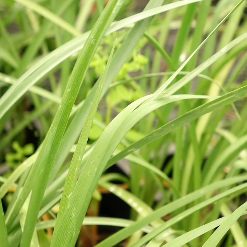 Tulbaghia cominsii Violacea (Fogliame)