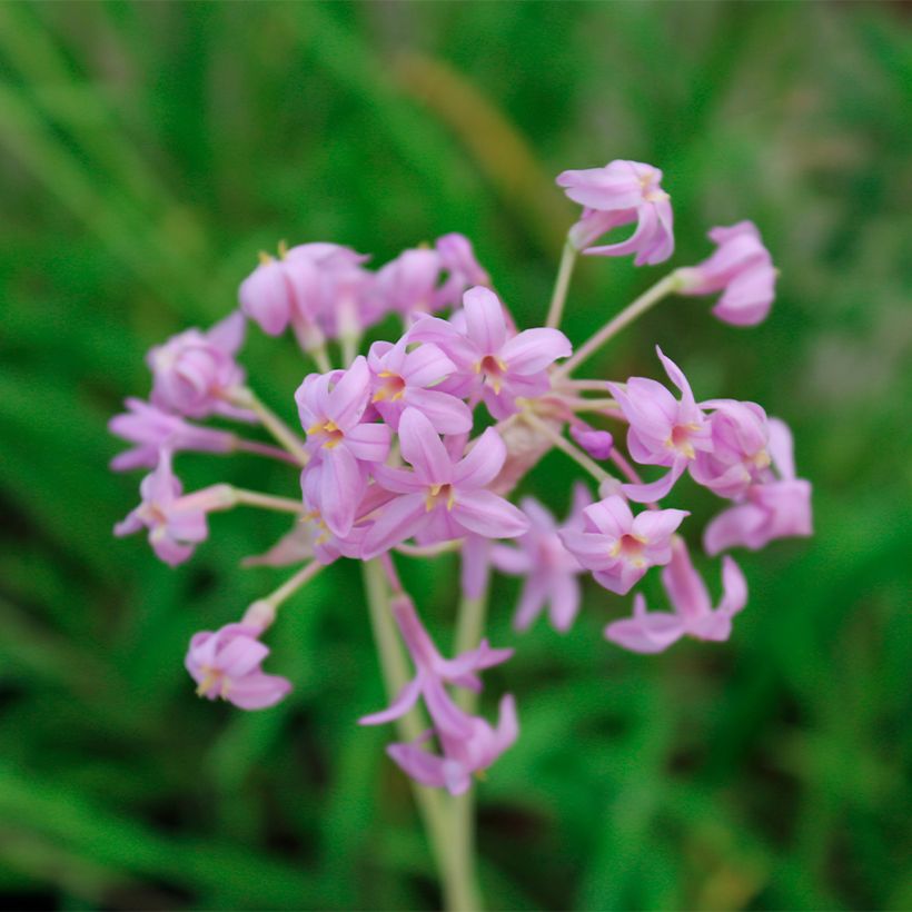 Tulbaghia violacea Flamingo (Fioritura)