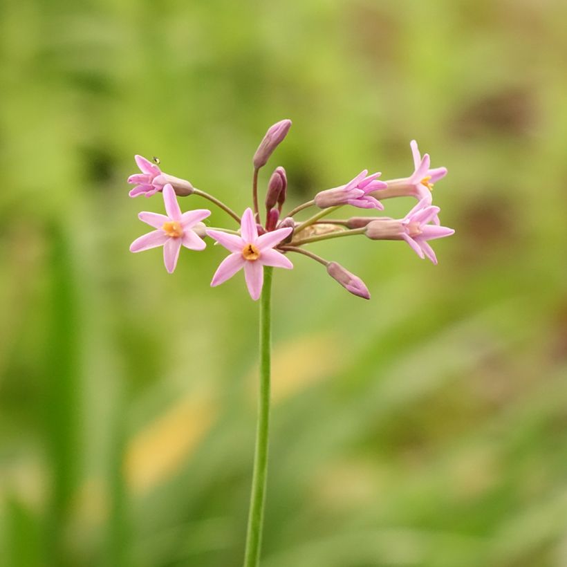 Tulbaghia violacea var. maritima simmleri Himba (Fioritura)