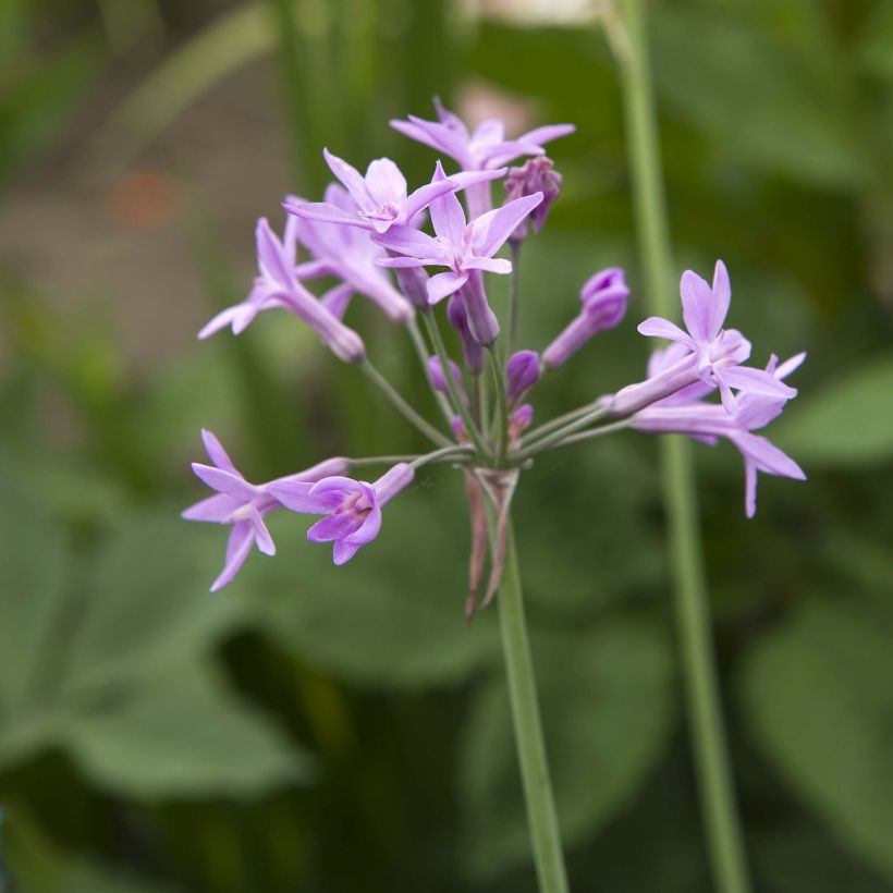 Tulbaghia violacea KIlimanjaro (Fioritura)