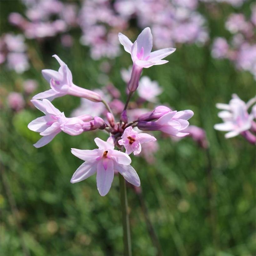 Tulbaghia violacea Ashanti (Fioritura)