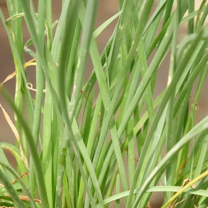 Tulbaghia violacea Ashanti (Fogliame)