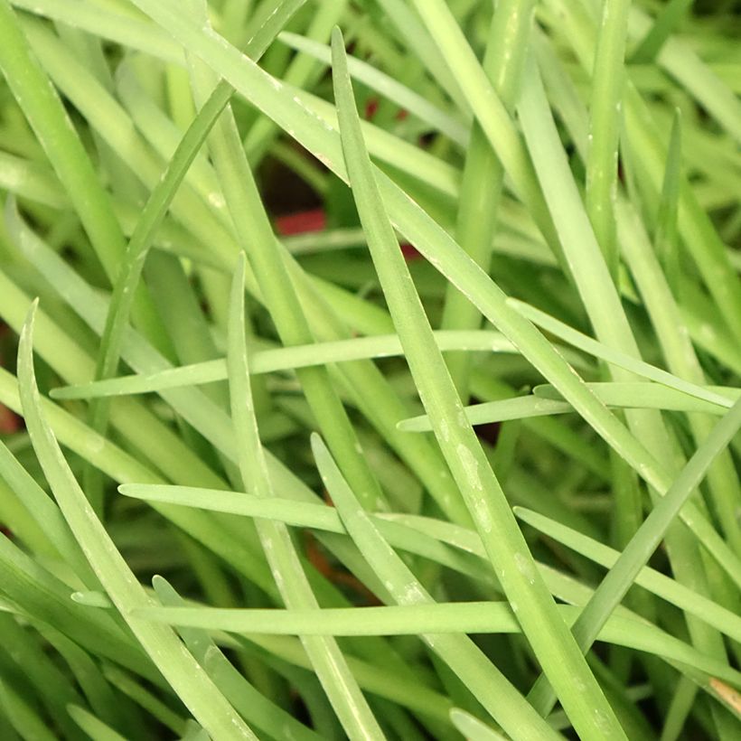 Tulbaghia violacea (Fogliame)