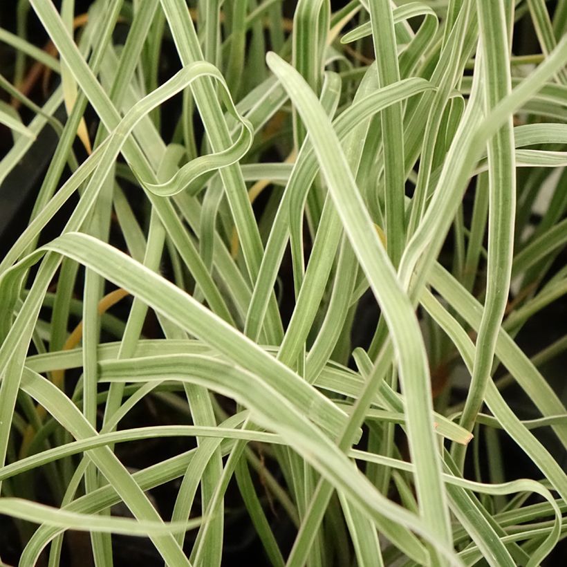 Tulbaghia violacea Silver Lace (Fogliame)