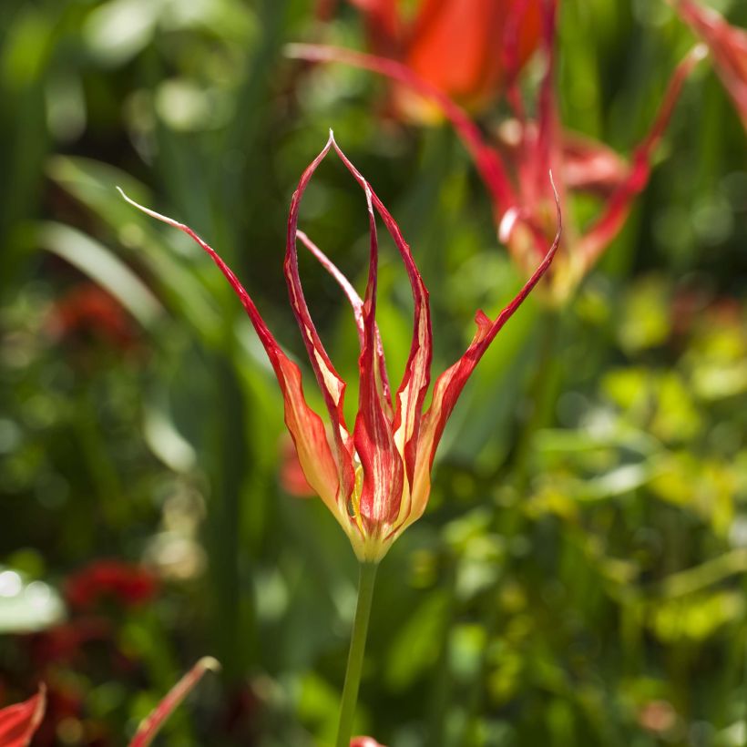 Tulipano acuminata - Tulipano botanico (Fioritura)