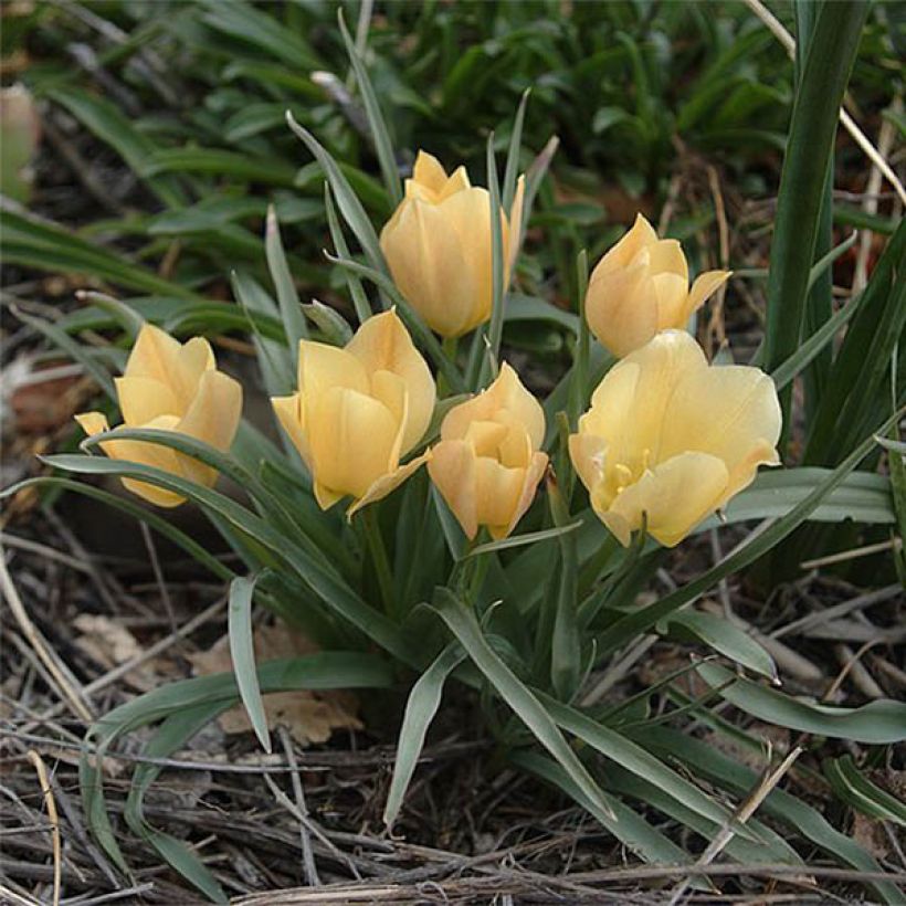 Tulipano batalinii Bright Gem - Tulipano botanico (Fioritura)