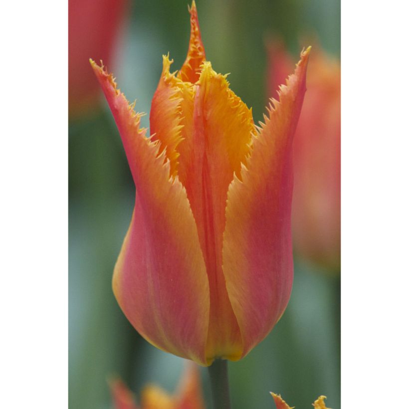 Tulipano sfrangiato Alexandra (Fioritura)