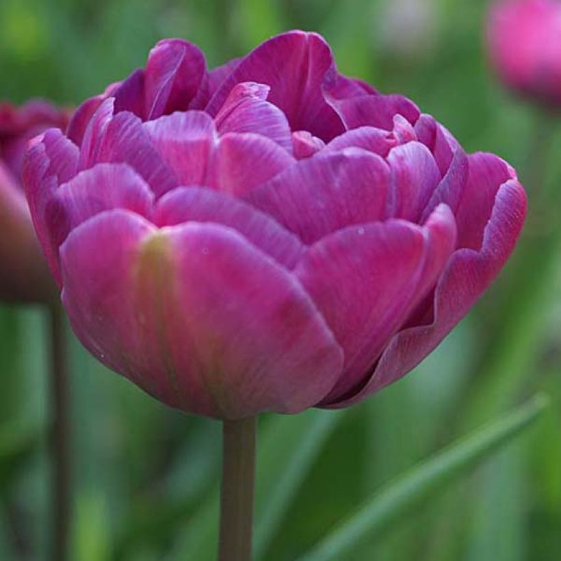 Tulipano Diamant Bleu (Fioritura)