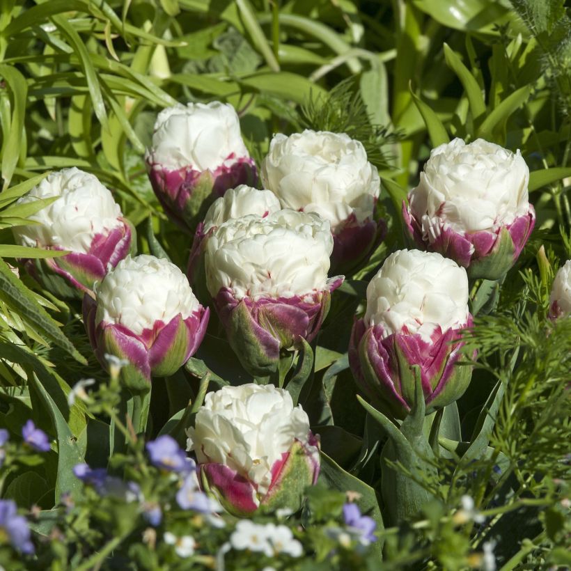 Tulipano Ice Cream (Fioritura)