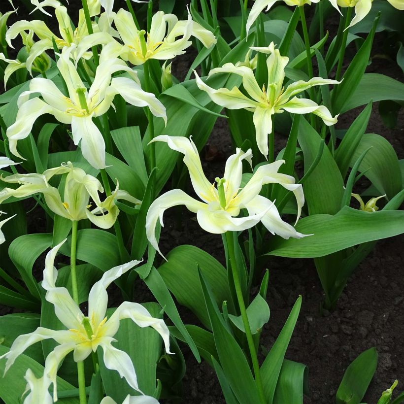 Tulipano Giglio Green Dance (Fioritura)