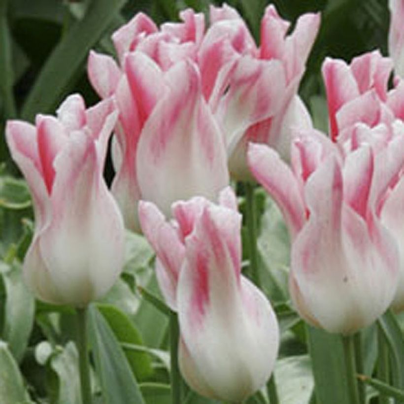 Tulipano Giglio Holland Chic (Fioritura)