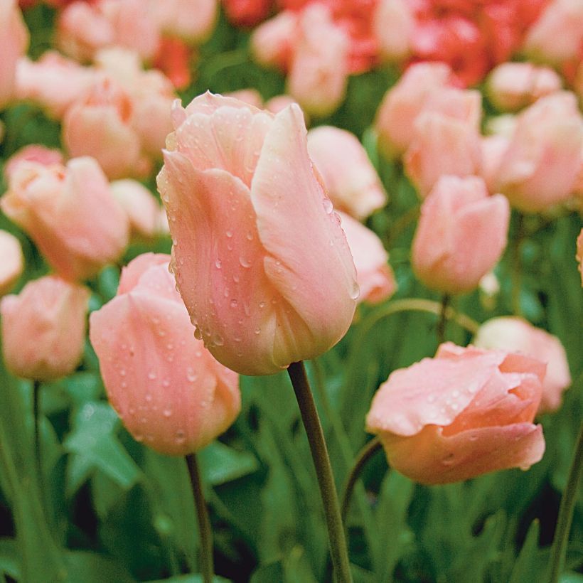 Tulipano Apricot Beauty (Fioritura)