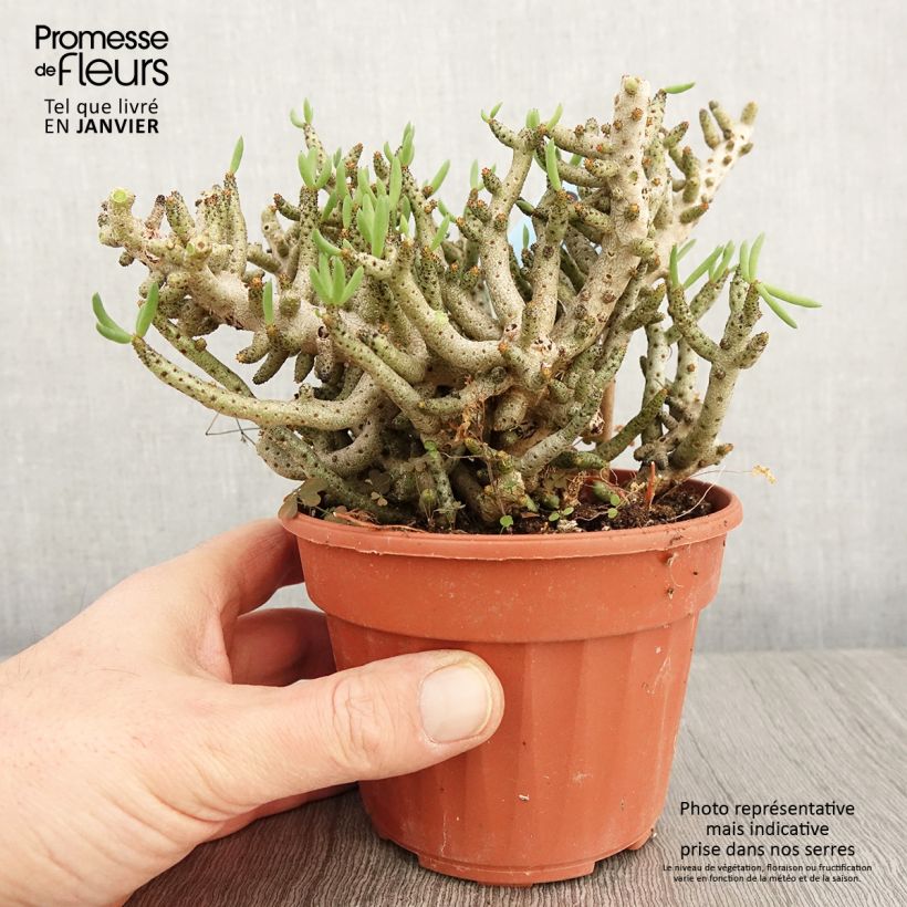 Tylecodon bucholzianus Pot de 13 cm esemplare consegnato in inverno