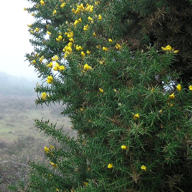 Ulex europaeus - Ginestrone (Fogliame)