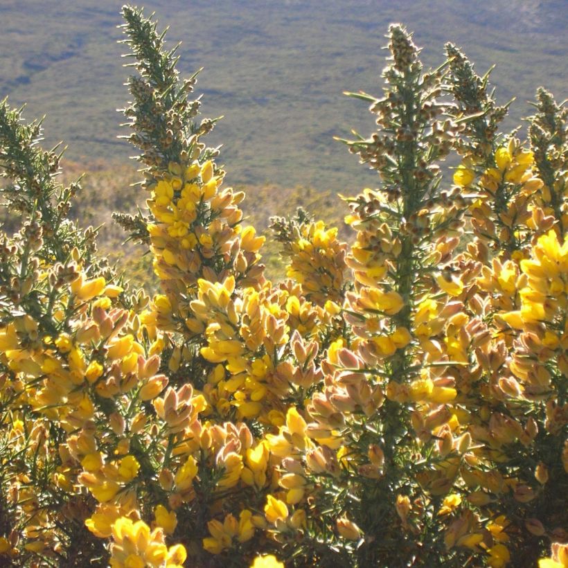 Ulex europaeus - Ginestrone (Fioritura)