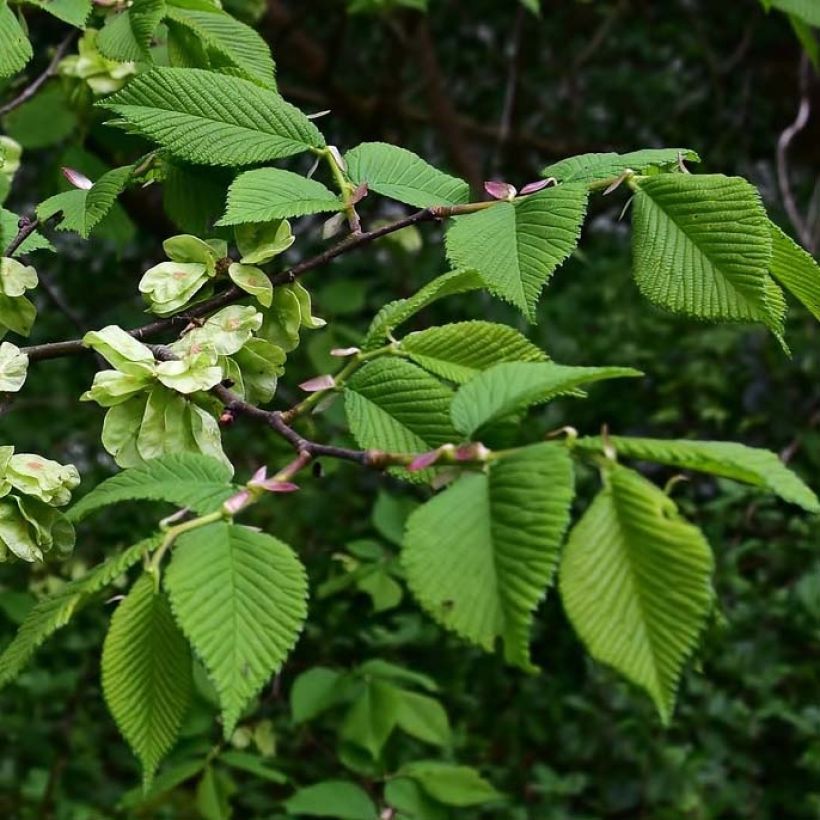 Ulmus glabra - Olmo di montagna (Fogliame)