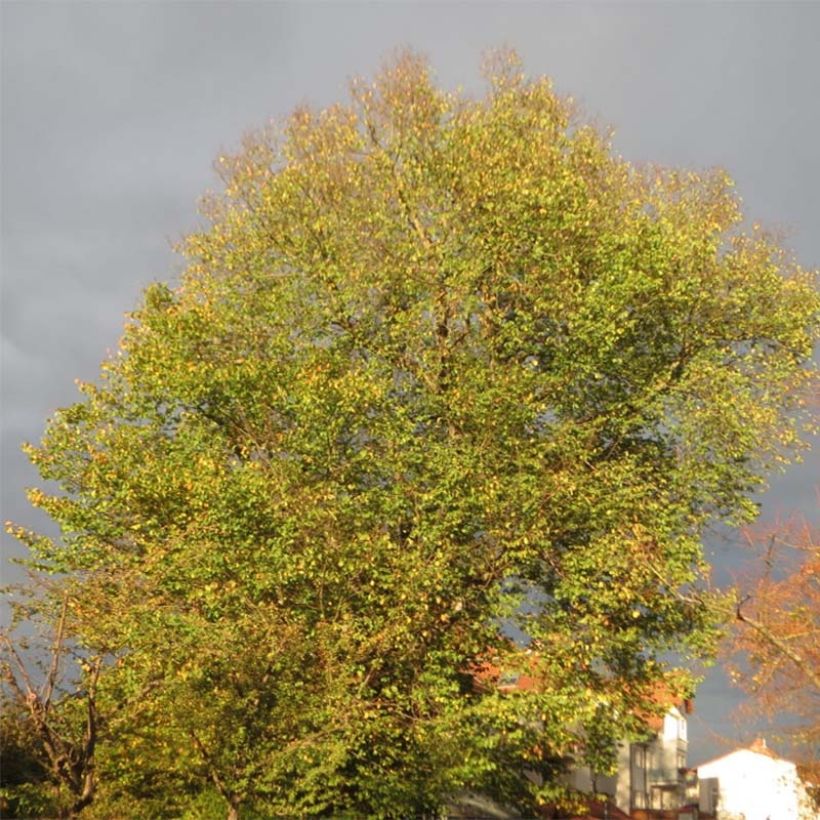 Ulmus glabra - Olmo di montagna (Porto)