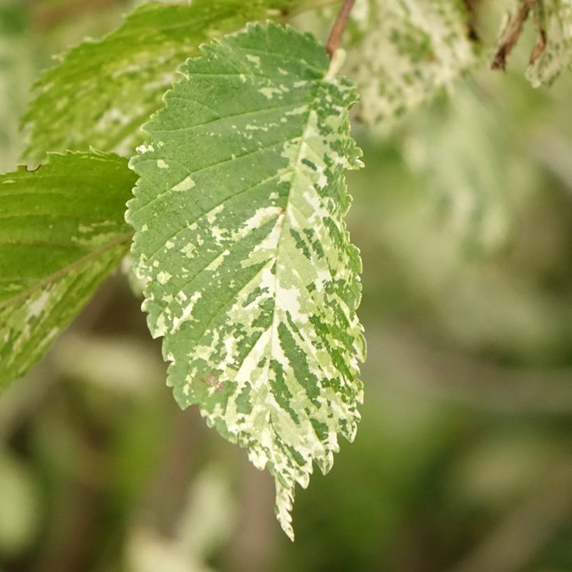 Ulmus minor Argenteovariegata - Olmo comune (Fogliame)