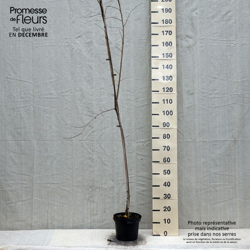 Ulmus minor Argenteovariegata - Orme champêtre panaché - Pot de 4L/5L esemplare consegnato in inverno