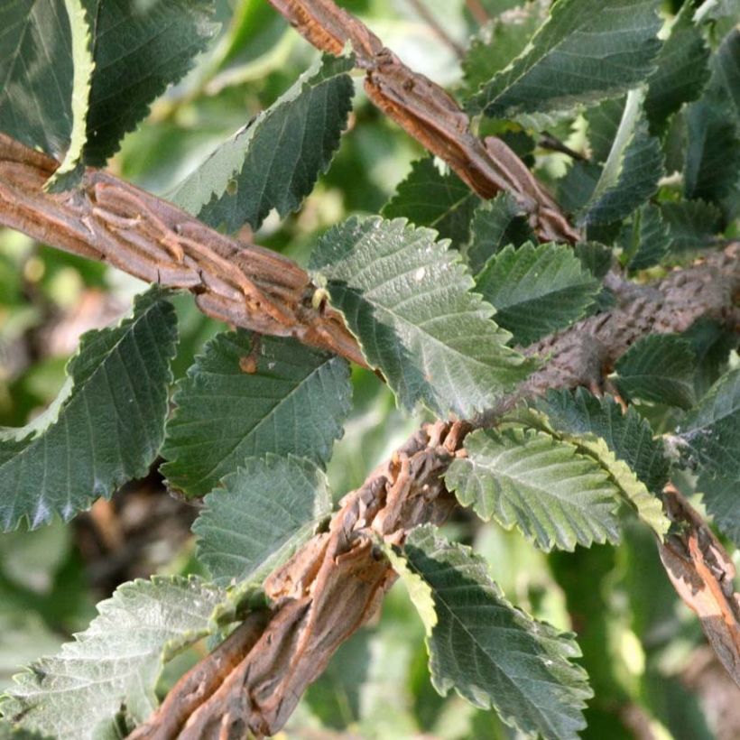 Ulmus minor suberosa - Olmo campestre (Fogliame)