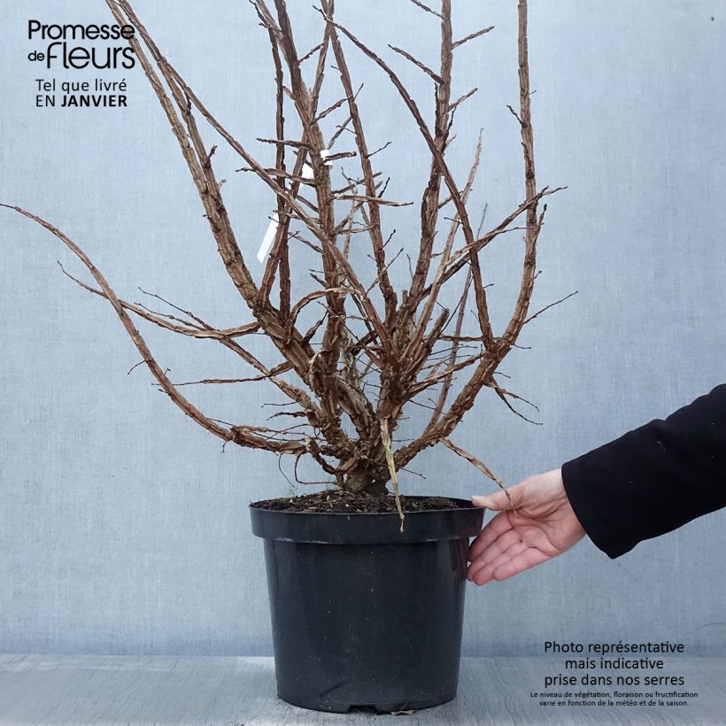 Ulmus minor suberosa - Orme champêtre en pot de 7,5l/10l esemplare consegnato in inverno