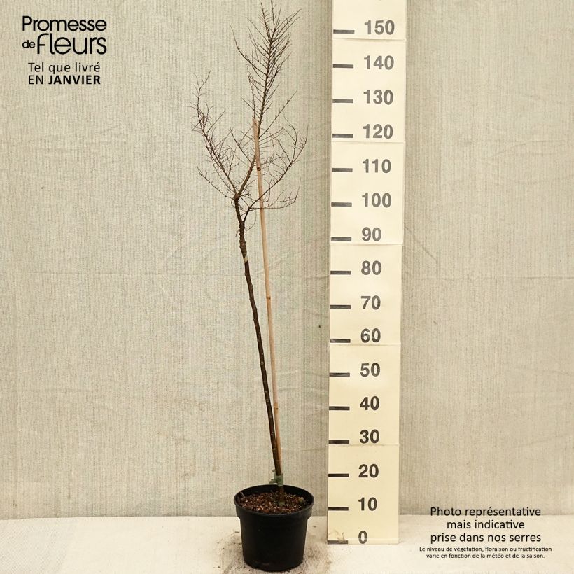 Ulmus parvifolia Seiju - Orme de Chine - Pot de 4L/5L esemplare consegnato in inverno